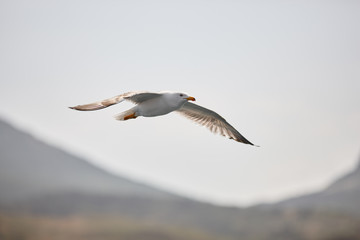The white seagull soars flying against the background of the blue sky, clouds and mountains. A beautiful seagull hovers in the air, flapping its wings.