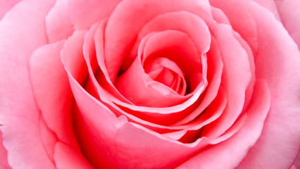Pink Rose 