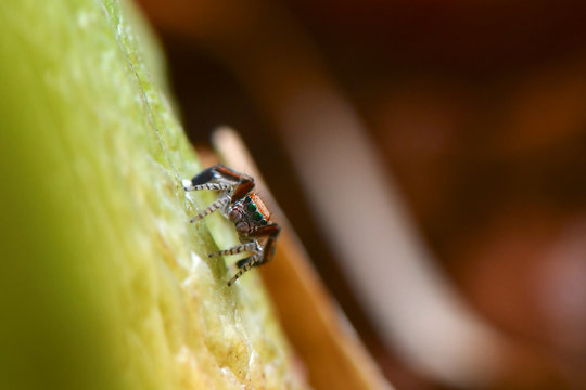 Small Jumping Spider close up - Saitis barbipes