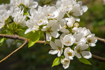 beautiful apple tree with white flowers, apple tree in the garden