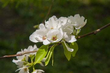 beautiful apple tree with white flowers, apple tree in the garden