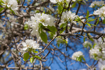 beautiful apple tree with white flowers, apple tree in the garden