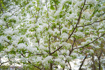 beautiful apple tree with white flowers, apple tree in the garden