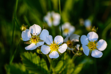 Few buds of blooming strawberries