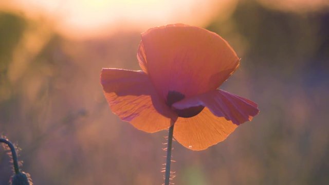 Single poppy flower at sunset 