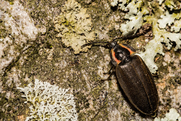Winter Firefly (Ellychnia corrusca)