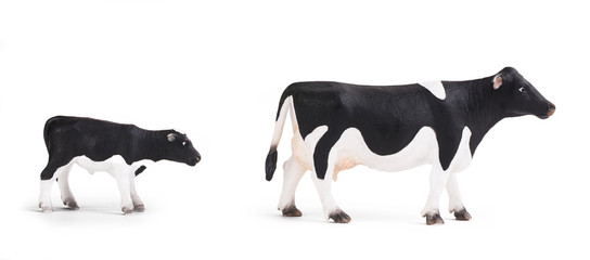 Black cow and calf isolated on white background, various poses