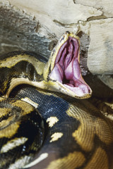 Obraz premium Opened mouth Python.