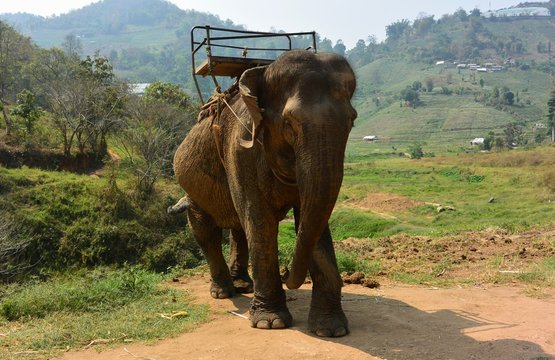 Ele &eacute; Elefante