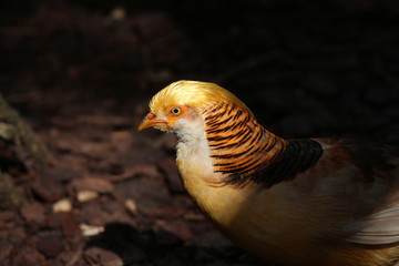 Golden Pheasant Portrait 