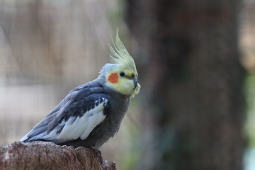 Cockatiel / Bird 