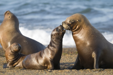Naklejka premium Matka i dziecko lew morski, Patagonia
