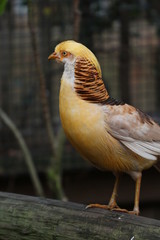 Golden Pheasant 