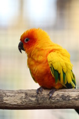 Beautiful Bird / Sun Conure or Sun Parakeet 