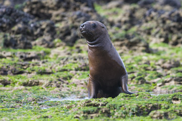 Mother and baby sea lion, Patagonia