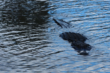 Florida Alligator in the Lake 