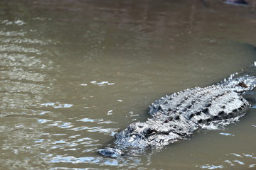 Large Florida Alligator in the Swamp