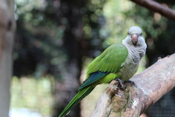 Monk Parakeet / Quaker Parrot 