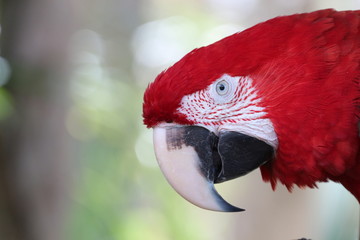 Profile View / Portrait of a Beautiful Red Macaw / Bird Face