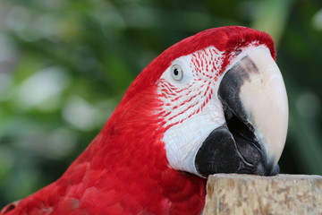 Portrait of a Beautiful Red Macaw / Bird Pulling Itself Up 
