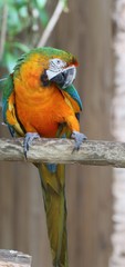 Macaw Bird Perched on a Branch 