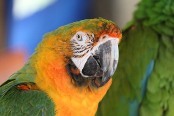 Portrait of an Adorable Green and Gold Macaw Bird 