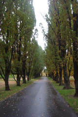 Naklejka premium Path in a park