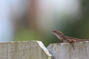 Anole / Little Florida Lizard 