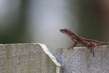 Anole / Little Florida Lizard 