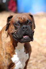 Boxer Dog Breed