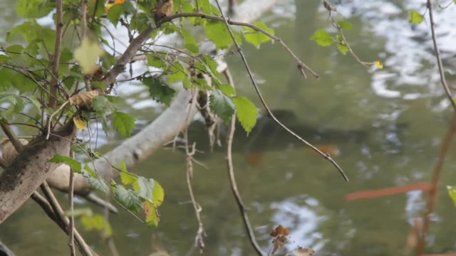 Fish bullhead, nerfling in city river Seine

