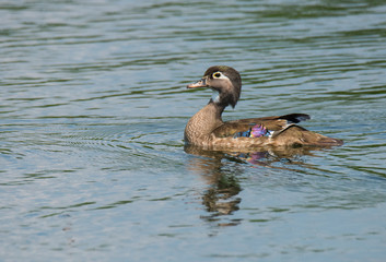 Female Wood Duck