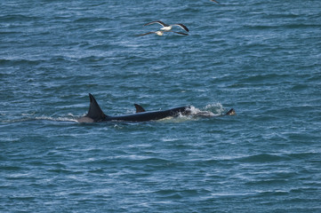 Naklejka premium Orca attacking sea lions, Patagonia Argentina