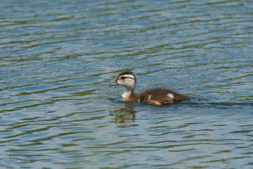 Female Wood Duck
