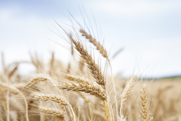 Wheat field. Golden wheat close up. Beautiful Nature Sunset Landscape. Rural Scenery under Shining Sunlight. Background of ripening ears of wheat field. Rich harvest Concept. Cereal. Farm. Country