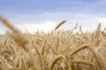 Wheat field. Golden wheat close up. Beautiful Nature Sunset Landscape. Rural Scenery under Shining Sunlight. Background of ripening ears of wheat field. Rich harvest Concept. Cereal. Farm. Country