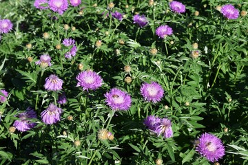 beautiful pink flowers in the garden