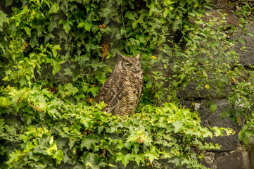 Outdoor view of beautiful Spectacled owls Pulsatrix perspicillata in an aviary at Condor Park in...