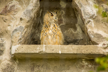 Outdoor view of gorgeous animal, Eurasian eagle owl, Bubo bubo at Condor Park in Otavalo in Ecuador
