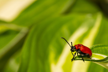 Lily Leaf Beetle (Lilioceris lilii)