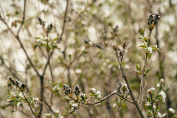 Snow-covered bush with lilac buds starts to bloom in early spring close up. Tree of syringa with ice and snow on branches. Abnormal weather in springtime. Unusual season phenomenon.