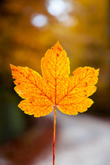Close-up of maple autumn leaf