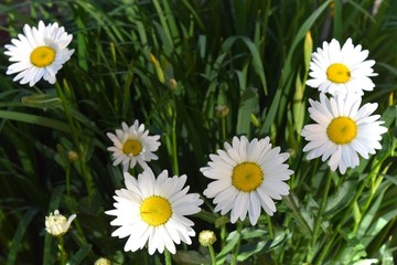 Flowering. Chamomile. Blooming chamomile field.