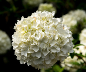 Snowball of White Blooms