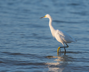 Snowy Egret Takes Step