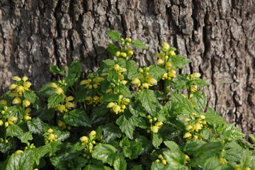 Yellow Archangel Flower
