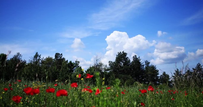 Quickly floating clouds over the field and forest at day