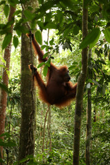 Orang-Utan auf Sumatra