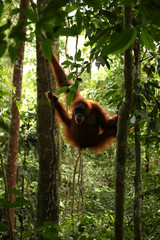Orang-Utan auf Sumatra