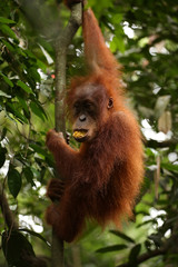 Orang-Utan auf Sumatra